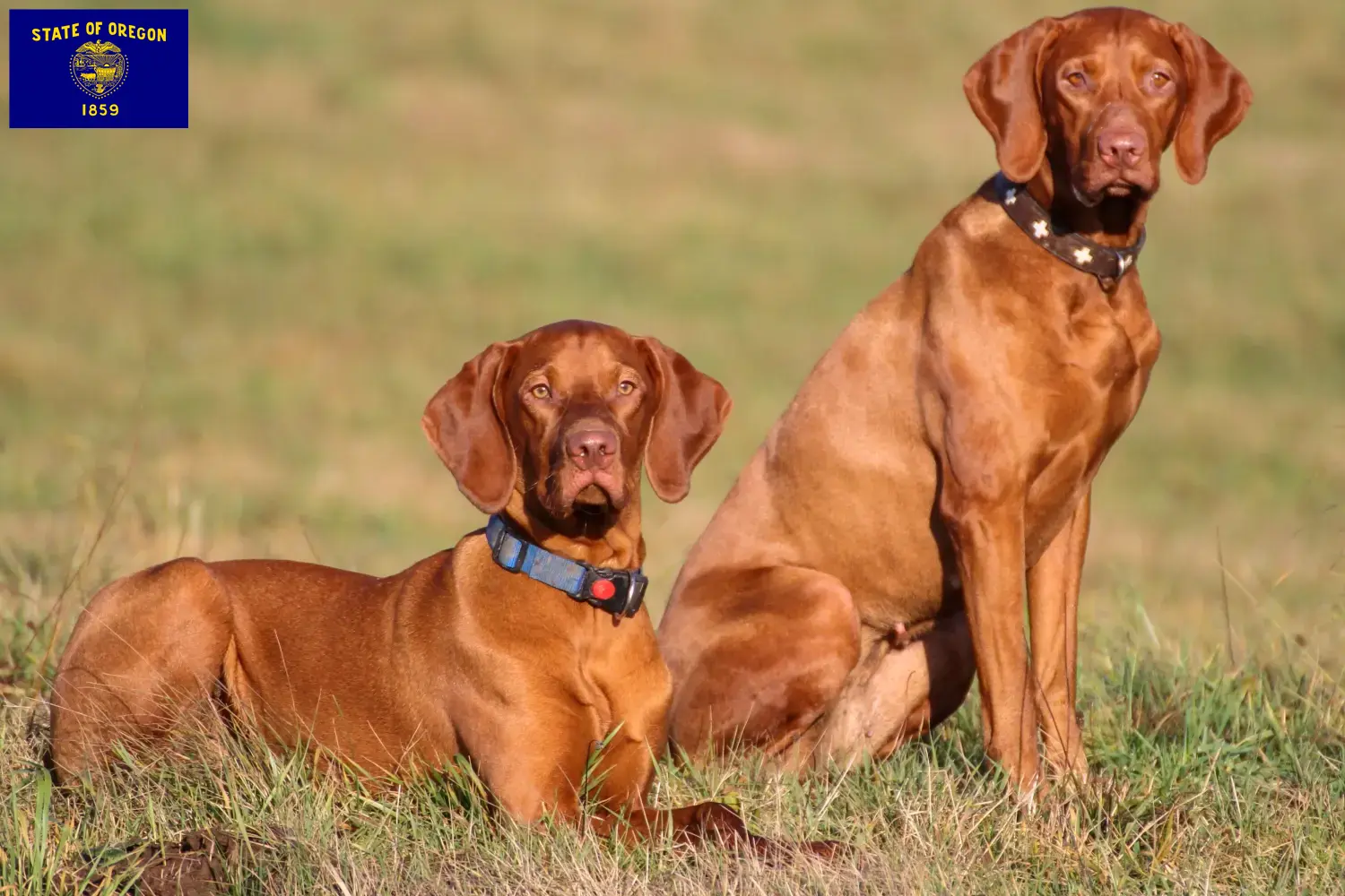 Read more about the article Magyar Vizsla breeders and puppies in Oregon