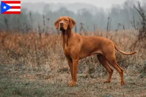 Read more about the article Magyar Vizsla breeders and puppies in Puerto Rico