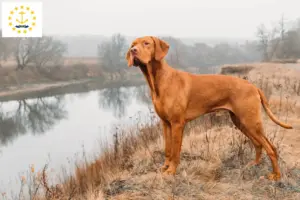 Read more about the article Magyar Vizsla breeders and puppies in Rhode Island