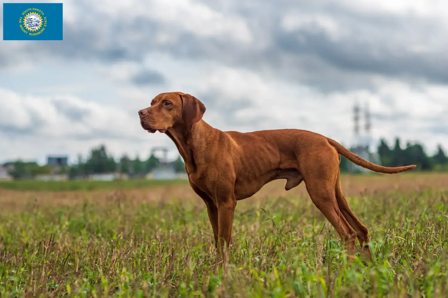 Read more about the article Magyar Vizsla breeders and puppies in South Dakota