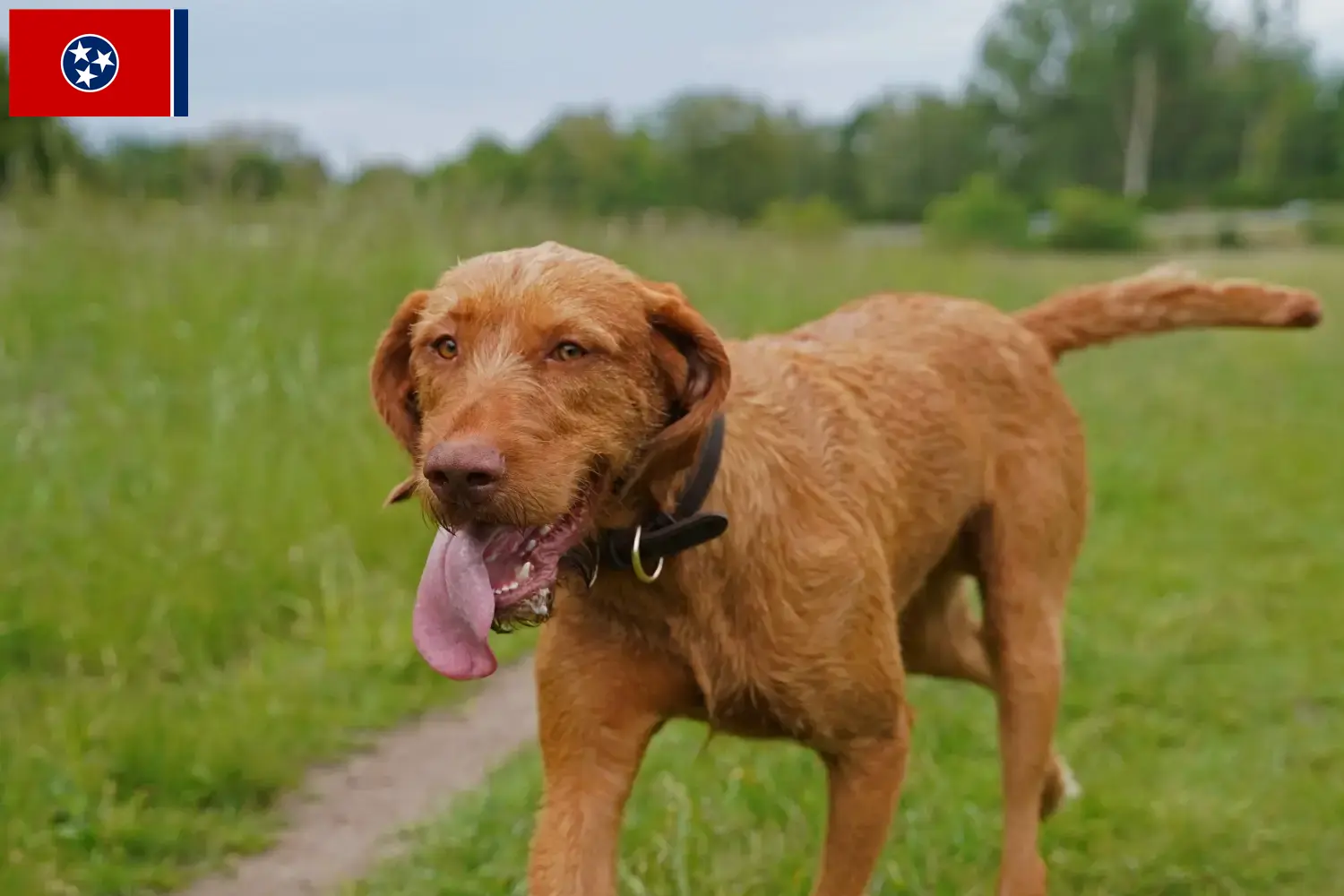 Read more about the article Magyar Vizsla breeders and puppies in Tennessee