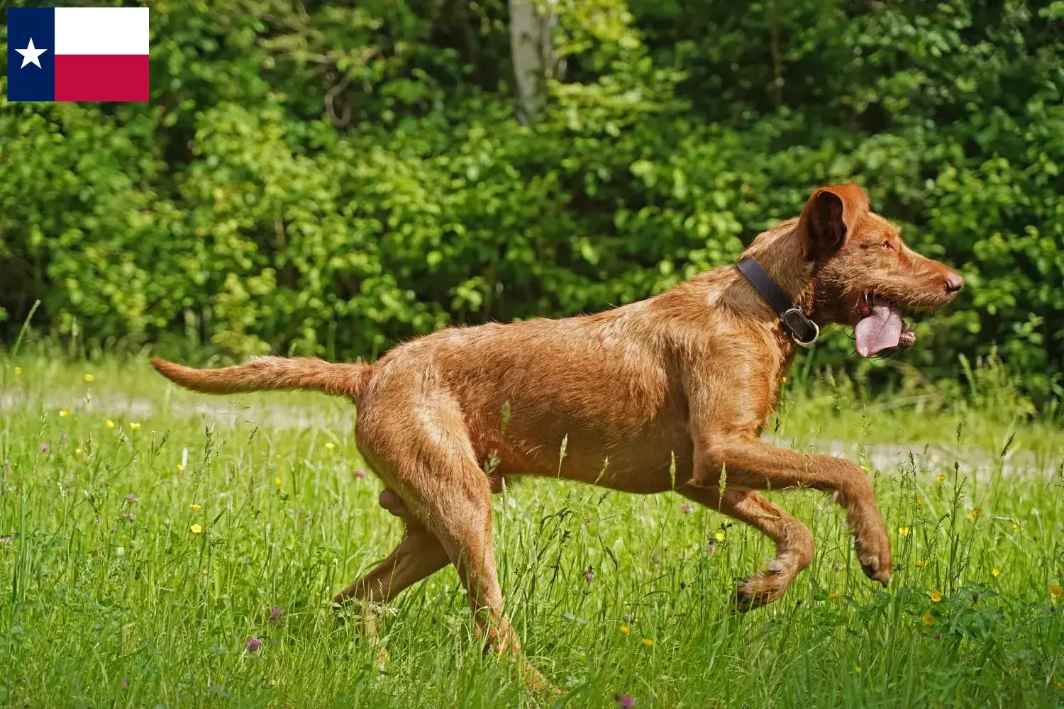 Read more about the article Magyar Vizsla breeders and puppies in Texas