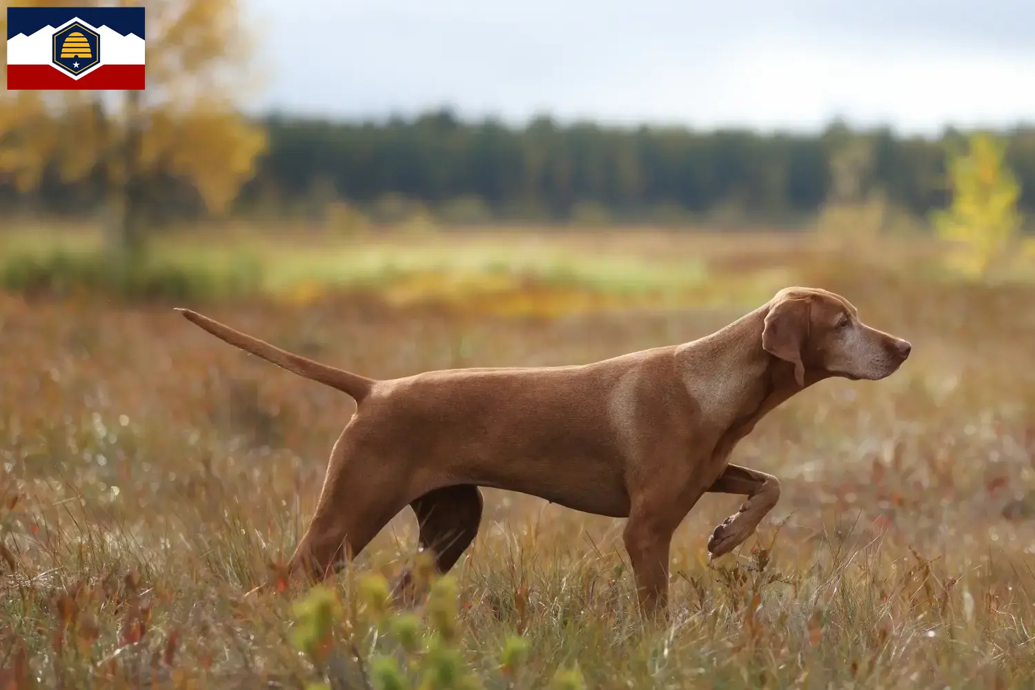 Read more about the article Magyar Vizsla breeders and puppies in Utah