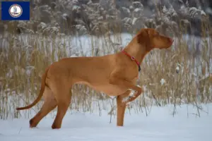 Read more about the article Magyar Vizsla breeders and puppies in Virginia