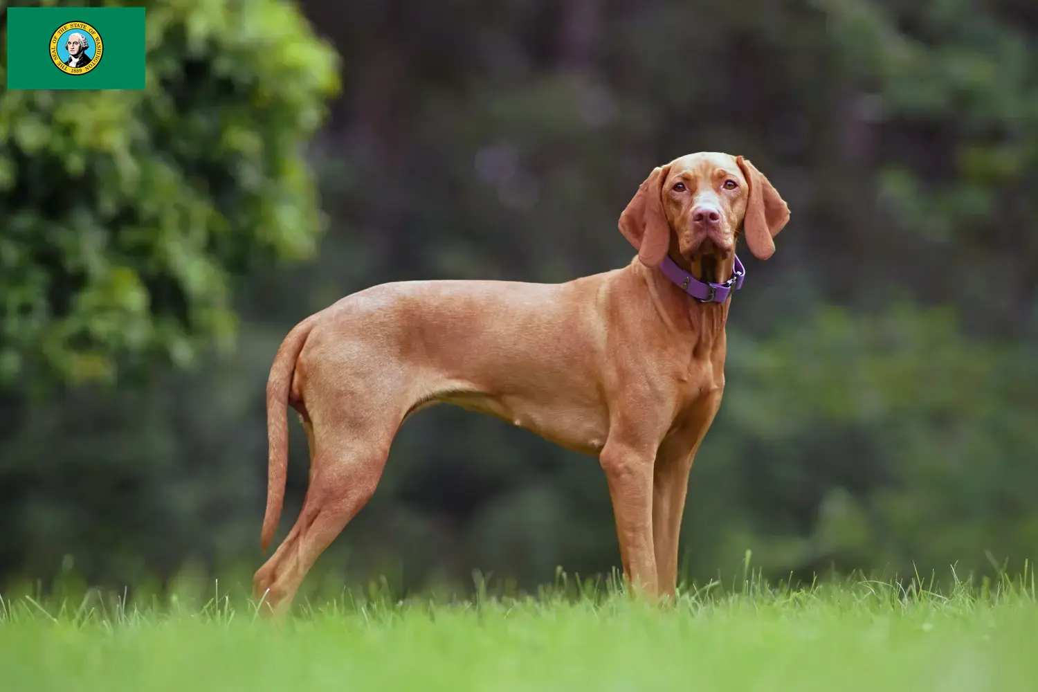 Read more about the article Magyar Vizsla breeders and puppies in Washington