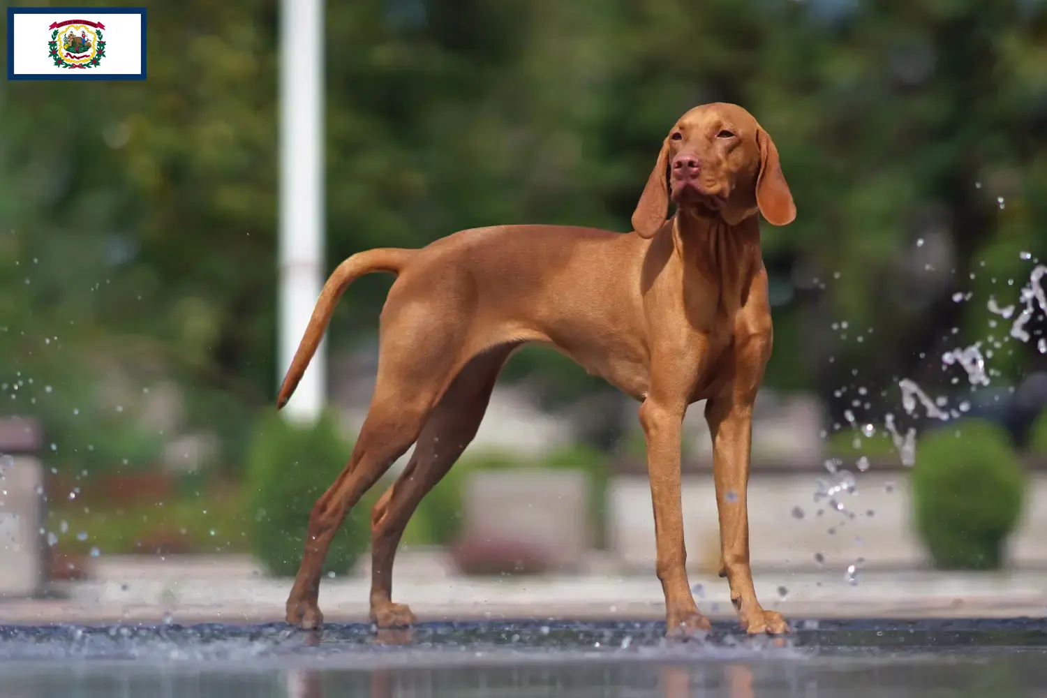 Read more about the article Magyar Vizsla breeders and puppies in West Virginia