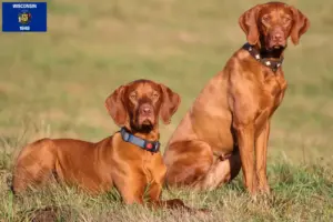 Read more about the article Magyar Vizsla breeders and puppies in Wisconsin