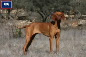 Read more about the article Magyar Vizsla breeders and puppies in Wyoming