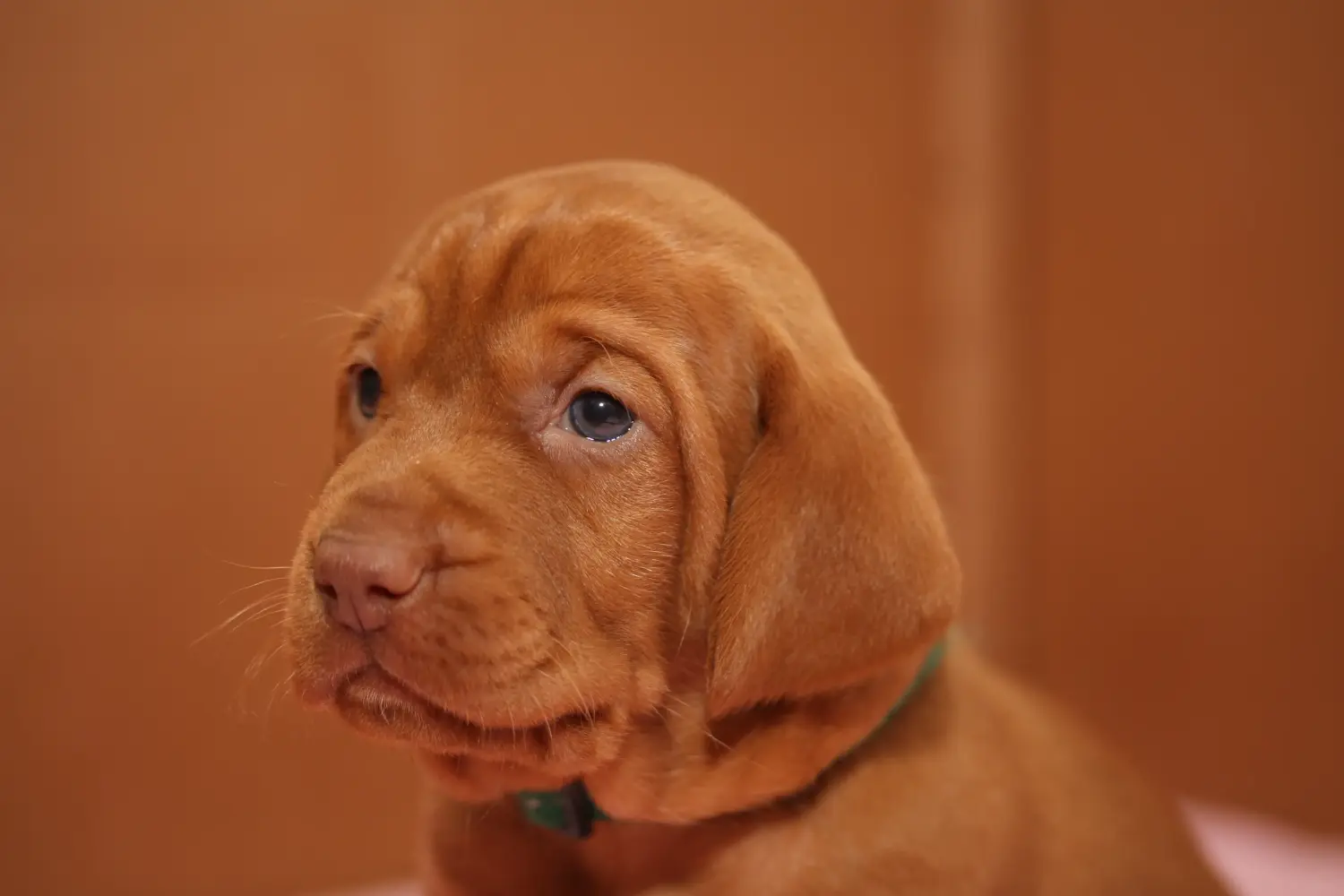 Buying a Magyar Vizsla puppy means taking responsibility! Buy Magyar Vizsla puppies.