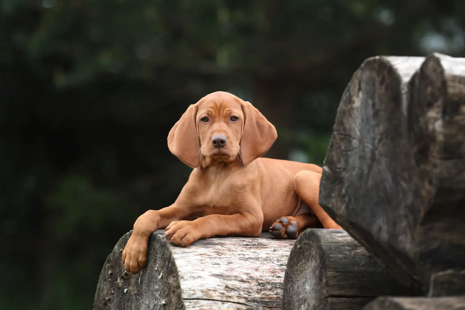 Buying a Magyar Vizsla puppy means taking responsibility! Buy Magyar Vizsla puppies.