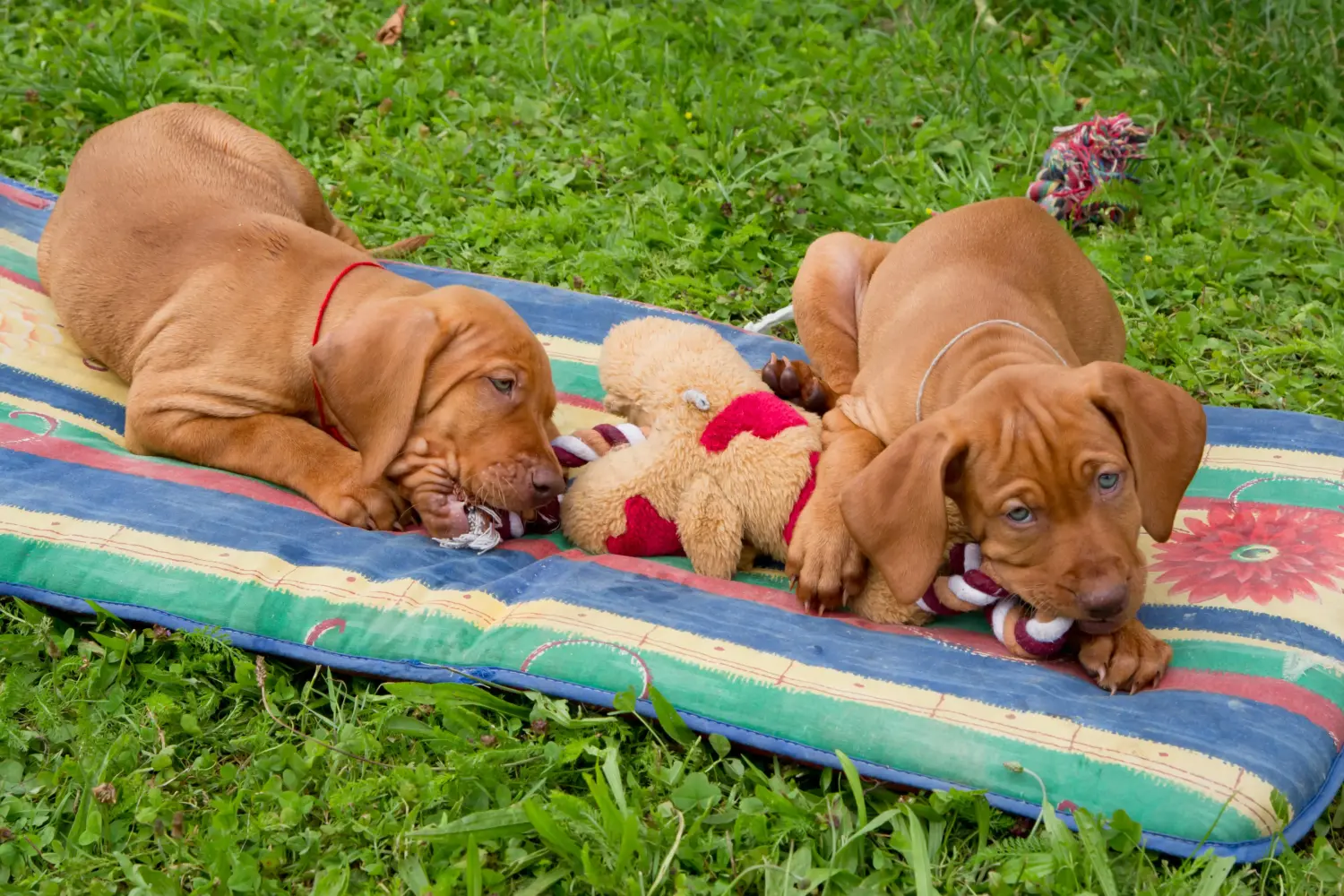 Buying a Magyar Vizsla puppy means taking responsibility! Buy Magyar Vizsla puppies.