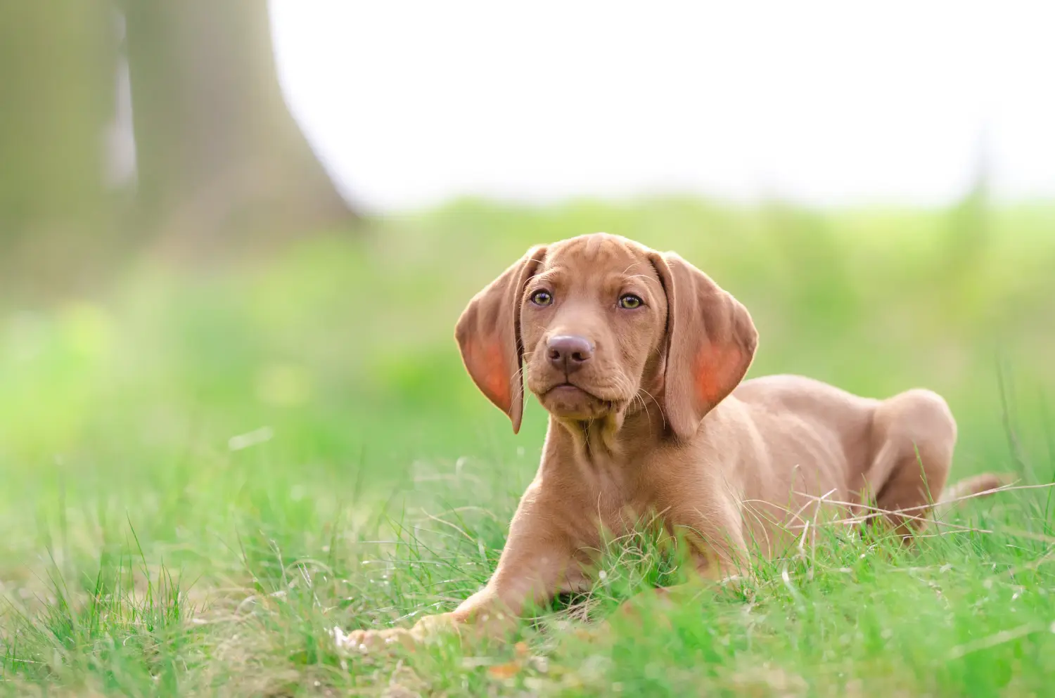 Buying a Magyar Vizsla puppy means taking responsibility! Buy Magyar Vizsla puppies.