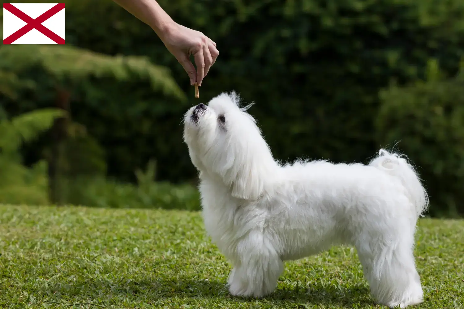 Read more about the article Maltese breeders and puppies in Alabama