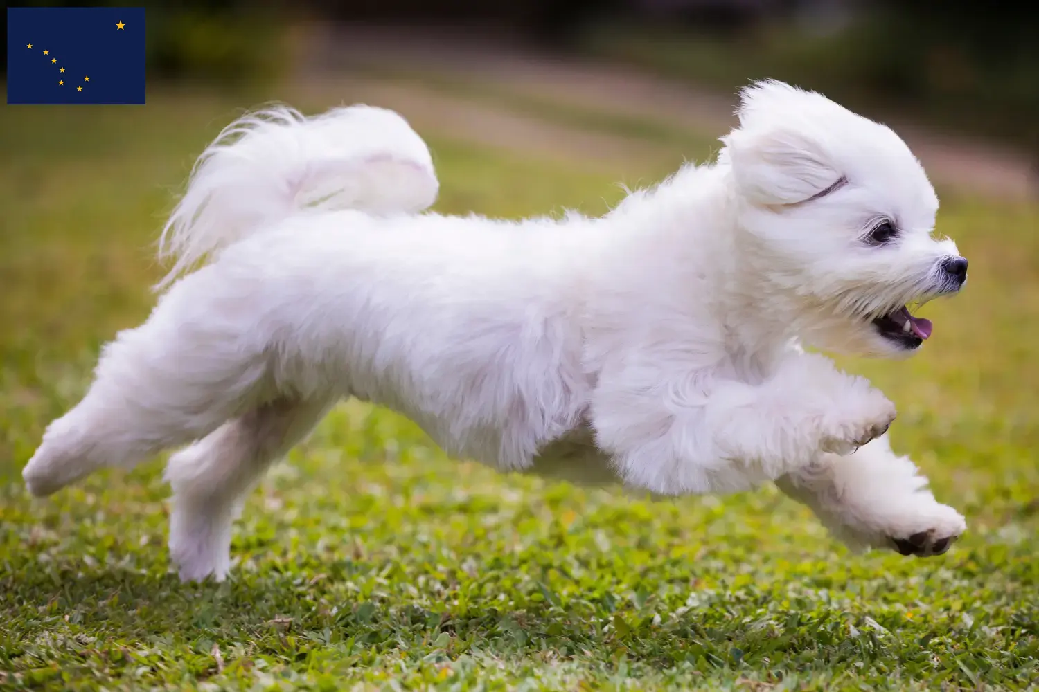Read more about the article Maltese breeders and puppies in Alaska