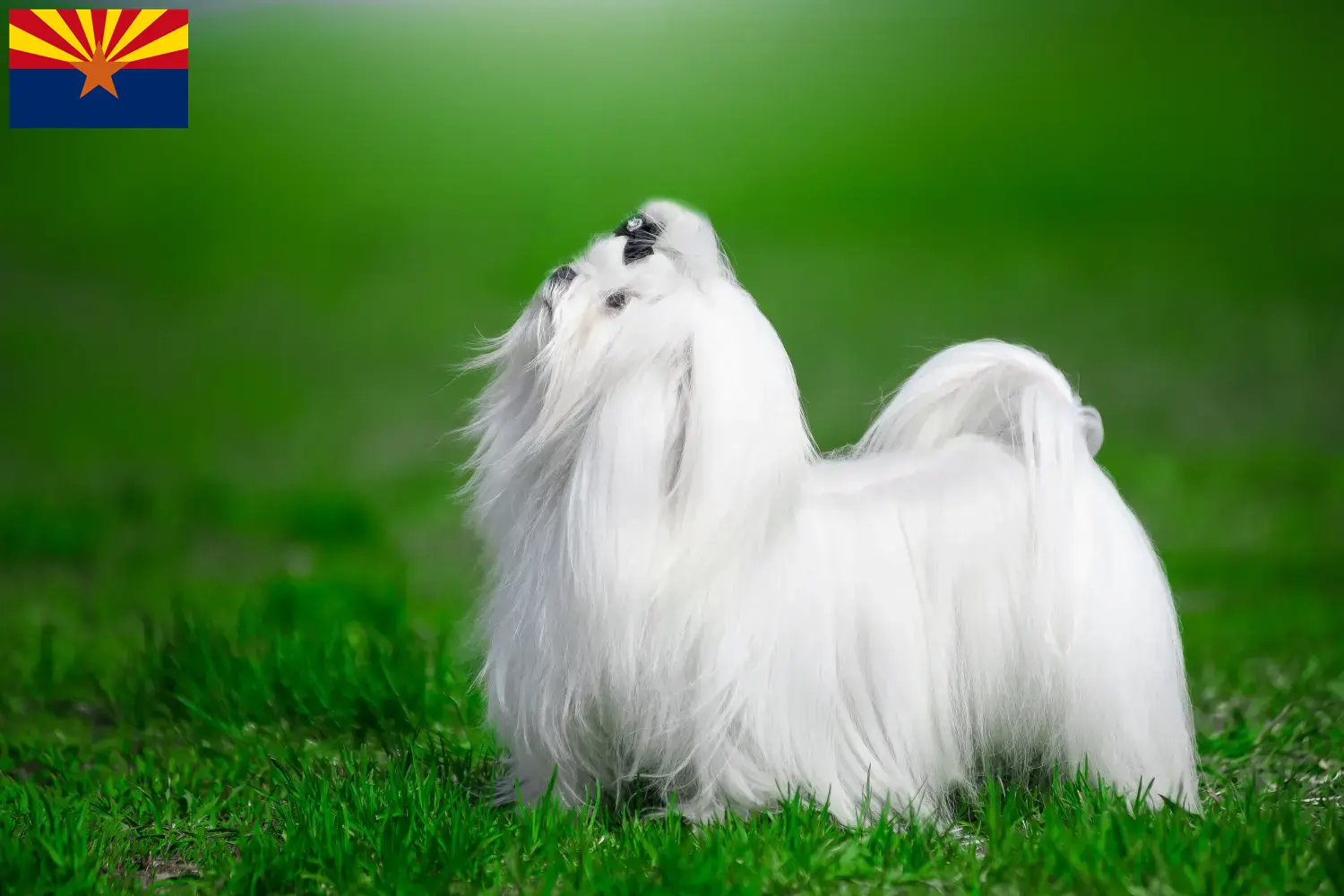 Read more about the article Maltese breeders and puppies in Arizona