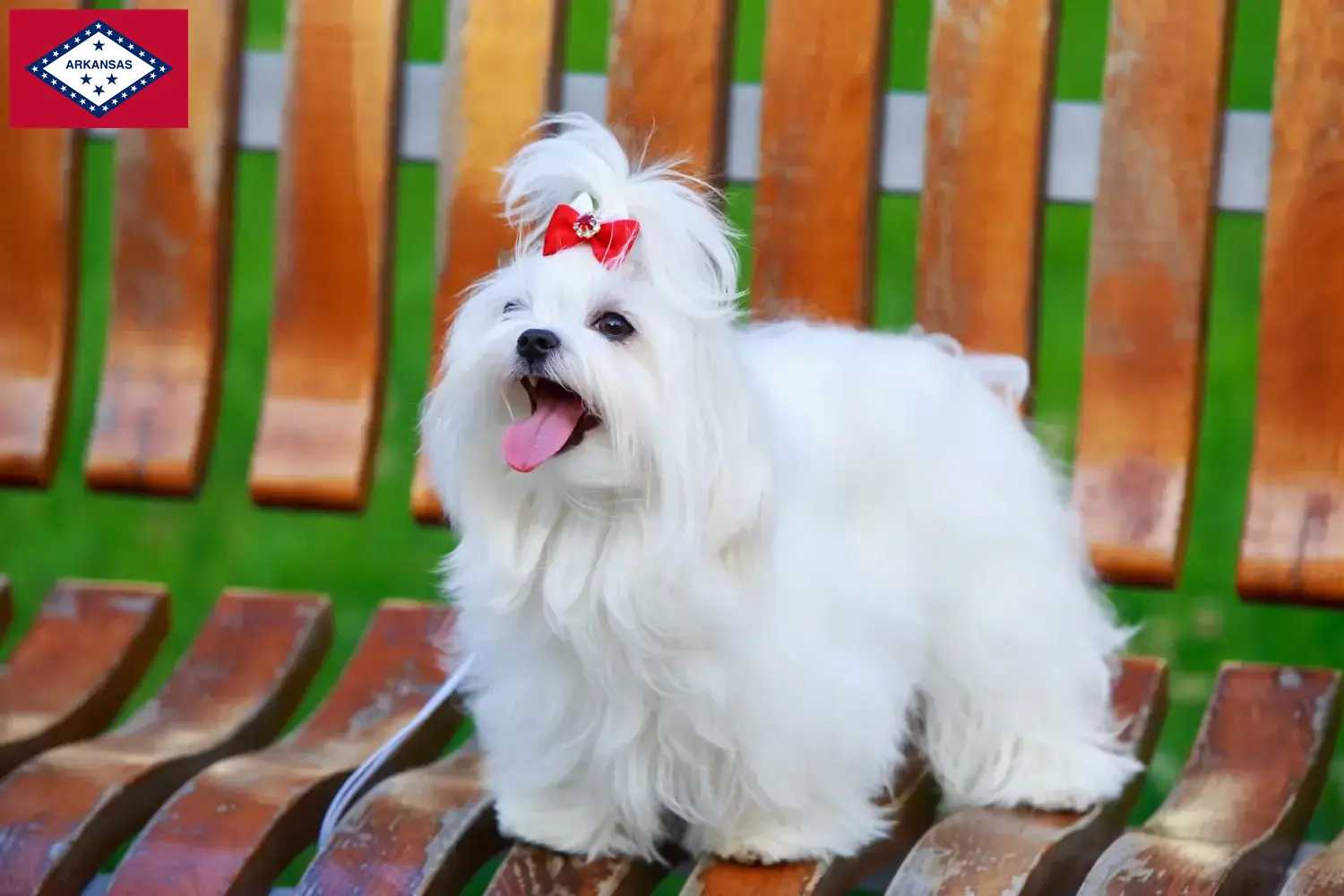 Read more about the article Maltese breeders and puppies in Arkansas