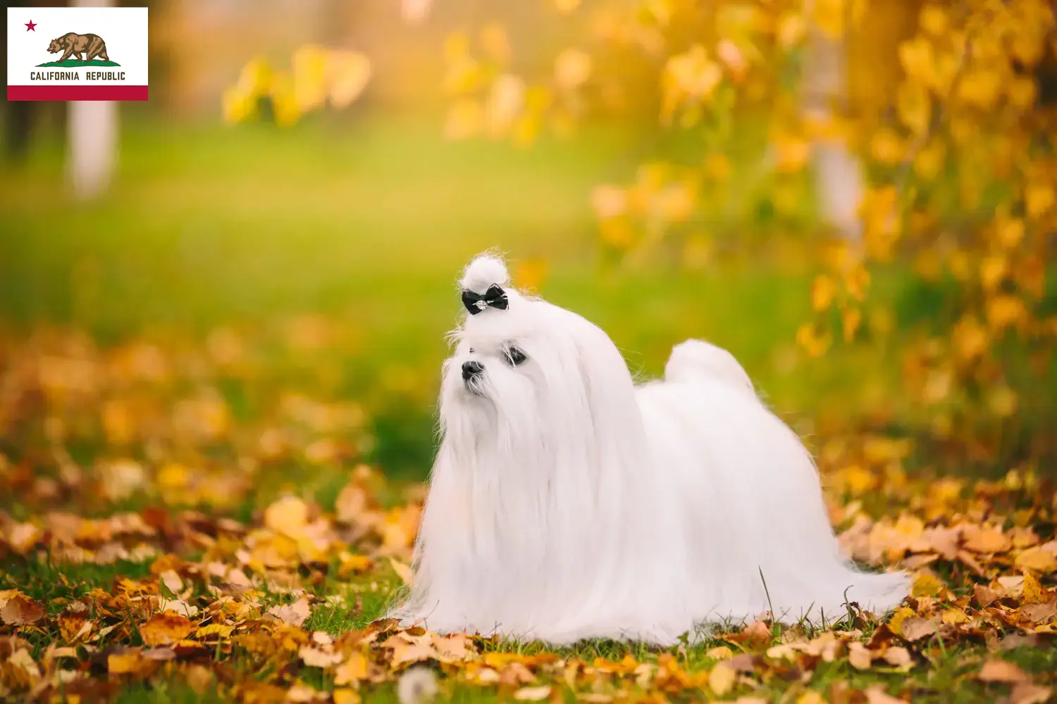 Read more about the article Maltese breeders and puppies in California