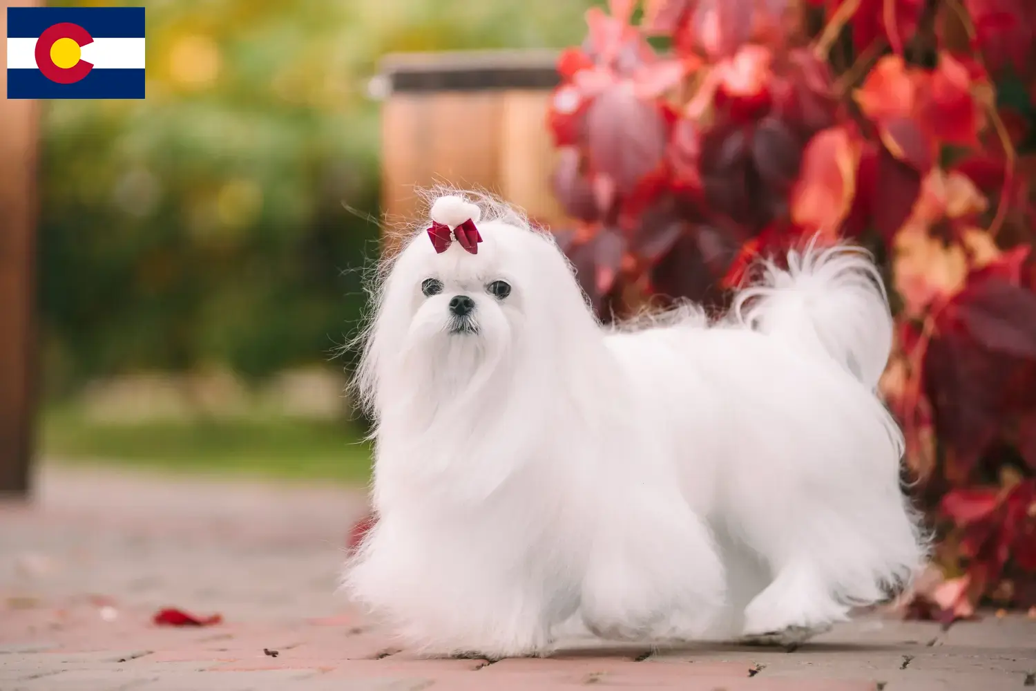 Read more about the article Maltese breeders and puppies in Colorado