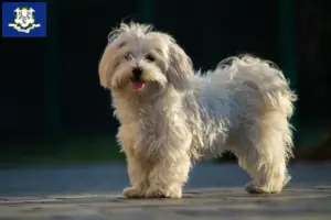 Read more about the article Maltese breeders and puppies in Connecticut