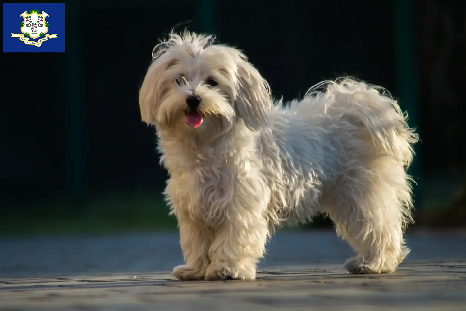 Read more about the article Maltese breeders and puppies in Connecticut