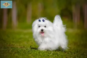 Read more about the article Maltese breeders and puppies in Delaware