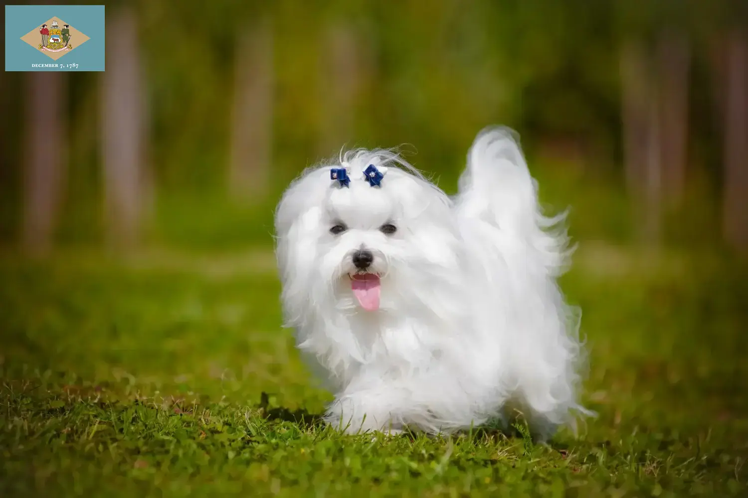 Read more about the article Maltese breeders and puppies in Delaware