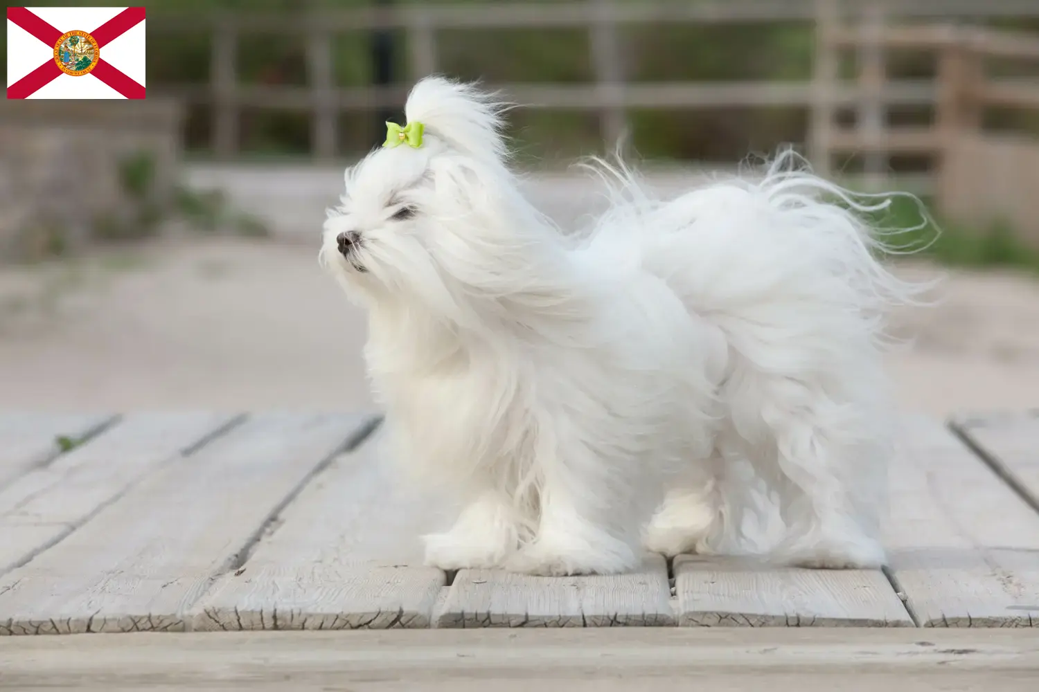 Read more about the article Maltese breeders and puppies in Florida