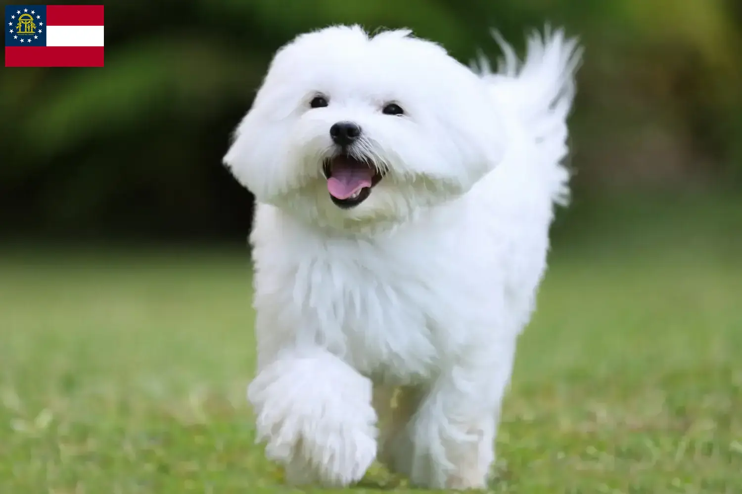 Read more about the article Maltese breeders and puppies in Georgia