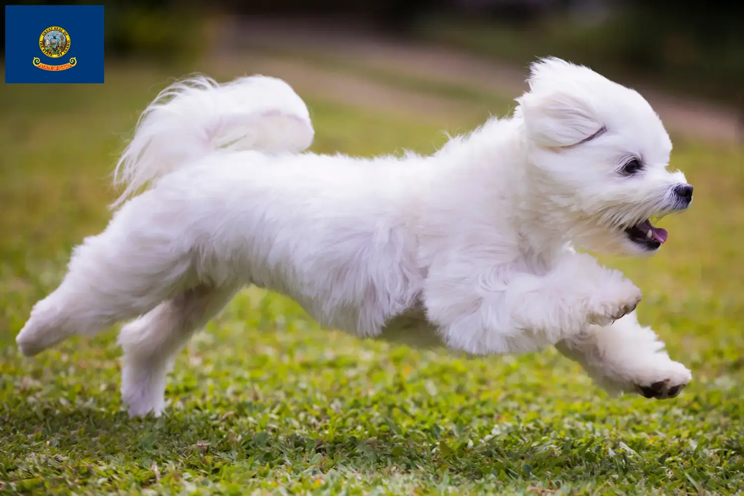 Read more about the article Maltese breeders and puppies in Idaho