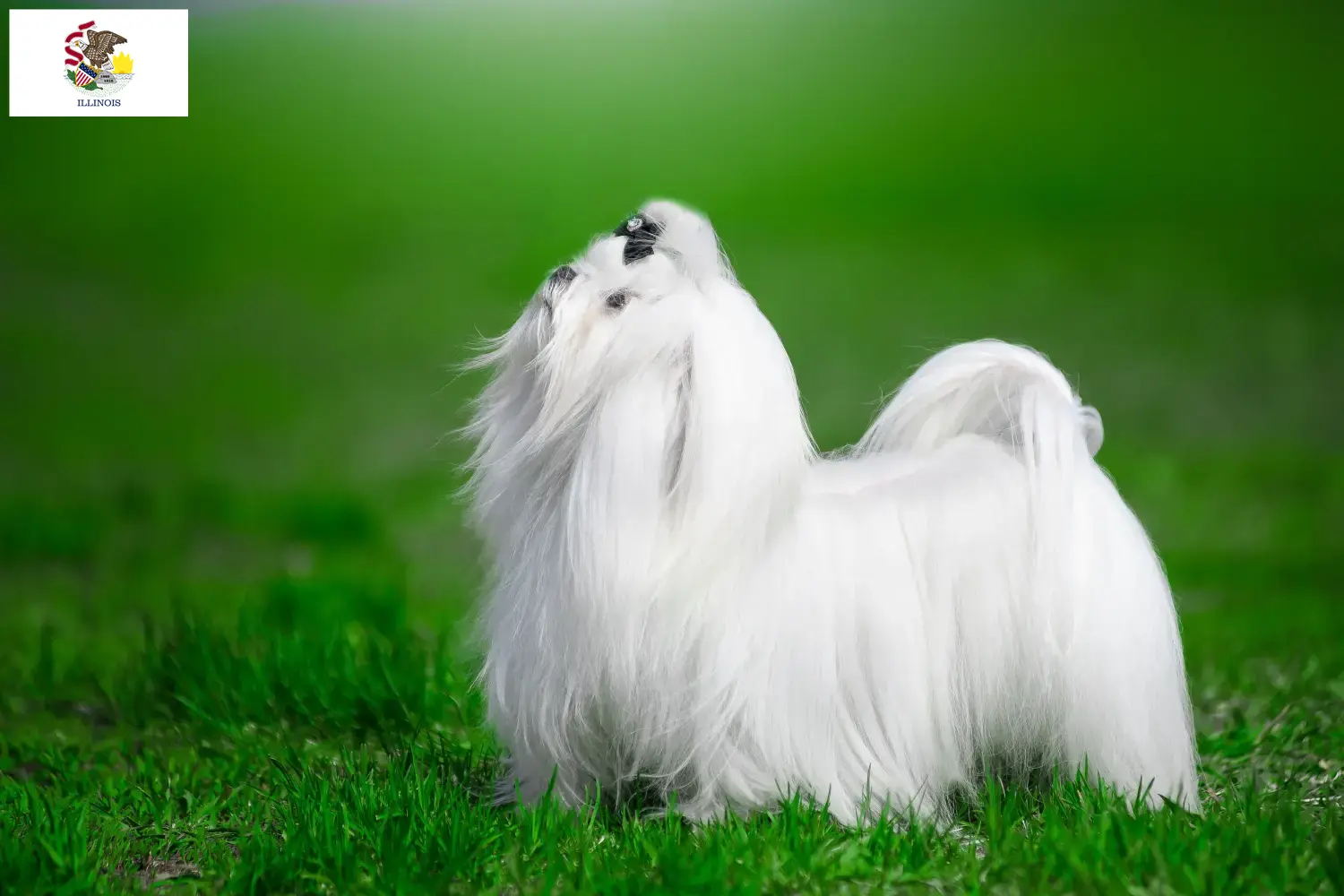 Read more about the article Maltese breeders and puppies in Illinois