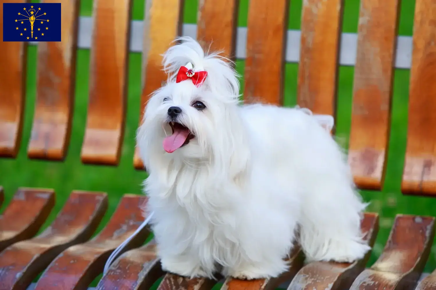 Read more about the article Maltese breeders and puppies in Indiana