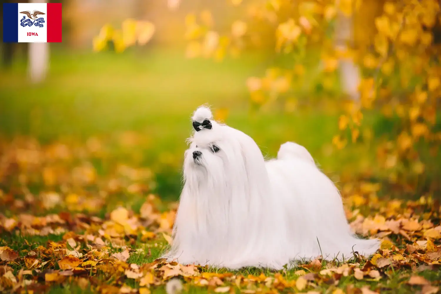 Read more about the article Maltese breeders and puppies in Iowa