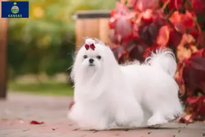 Read more about the article Maltese breeders and puppies in Kansas