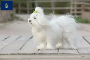 Read more about the article Maltese breeders and puppies in Maine