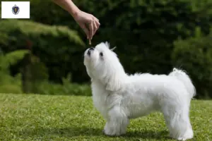 Read more about the article Maltese breeders and puppies in Massachusetts