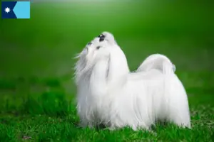 Read more about the article Maltese breeders and puppies in Minnesota