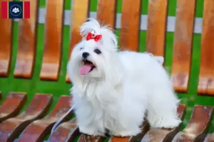 Read more about the article Maltese breeders and puppies in Mississippi