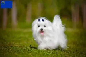 Read more about the article Maltese breeders and puppies in Nevada