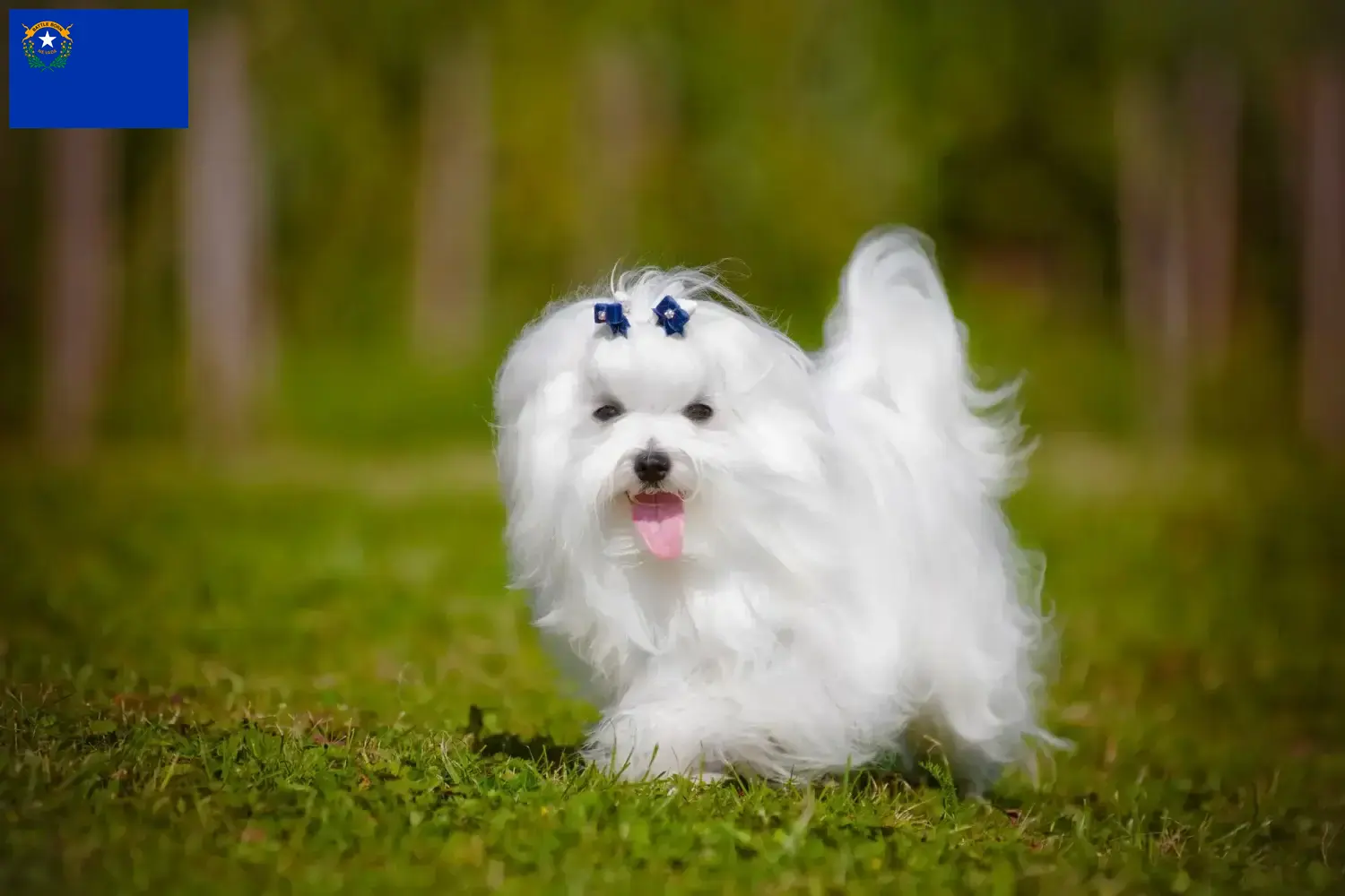 Read more about the article Maltese breeders and puppies in Nevada