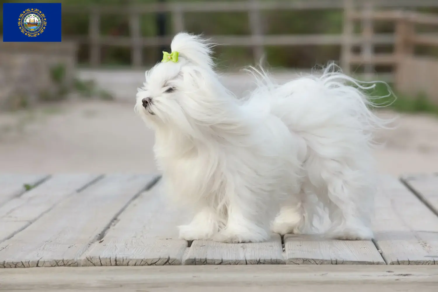 Maltese puppies and breeders New Hampshire Find Maltese breeders in New Hampshire here.