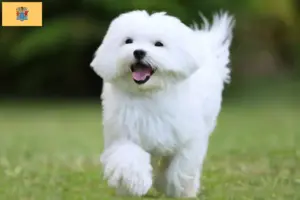 Read more about the article Maltese breeders and puppies in New Jersey