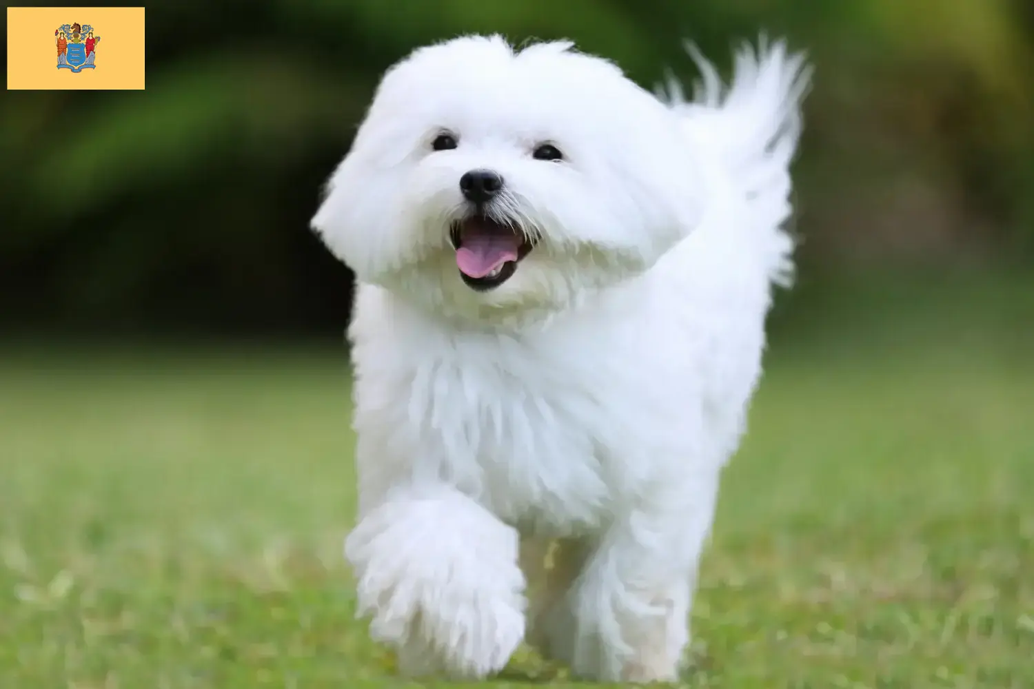 Maltese puppies and breeders New Jersey Find Maltese breeders in New Jersey here.