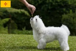 Read more about the article Maltese breeders and puppies in New Mexico