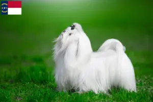 Read more about the article Maltese breeders and puppies in North Carolina