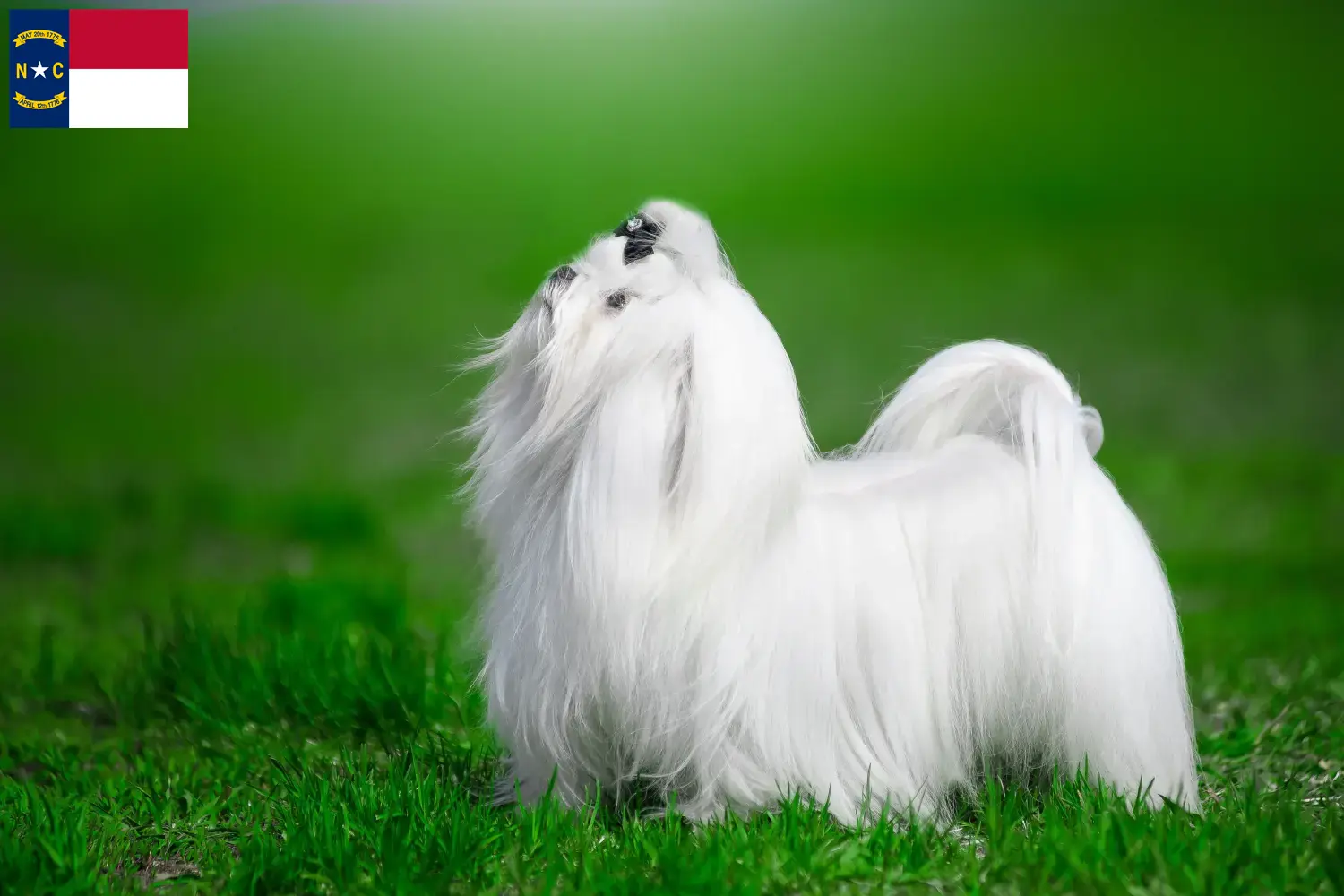Maltese puppies and breeders North Carolina Find Maltese breeders in North Carolina.