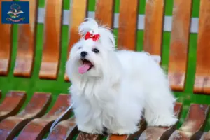 Read more about the article Maltese breeders and puppies in North Dakota
