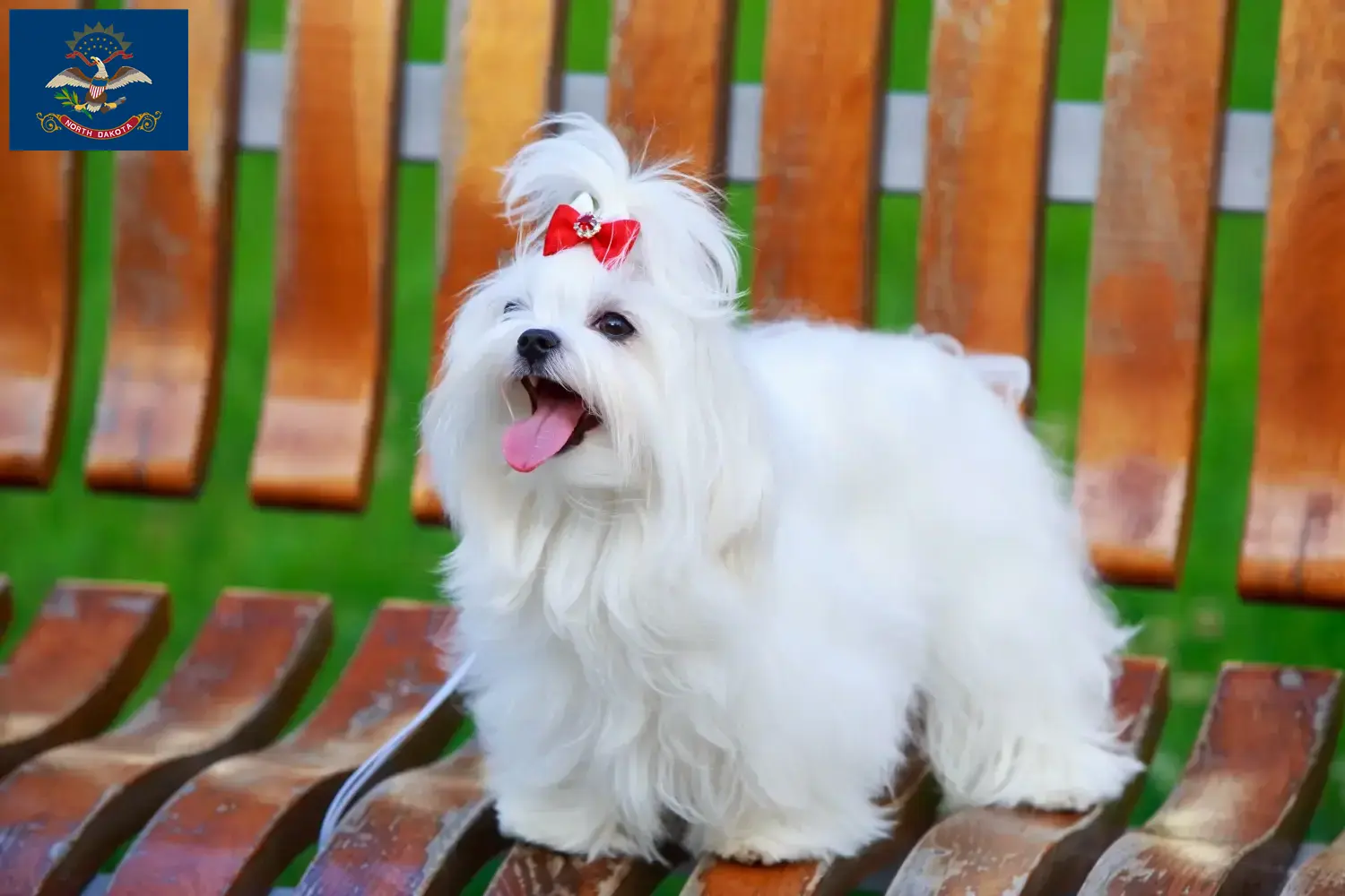 Maltese puppies and breeders North Dakota Find Maltese breeders in North Dakota here.