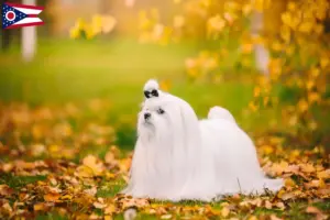 Read more about the article Maltese breeders and puppies in Ohio