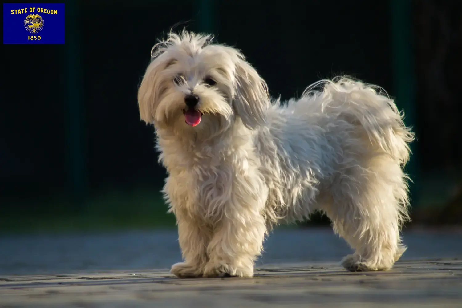 Read more about the article Maltese breeders and puppies in Oregon