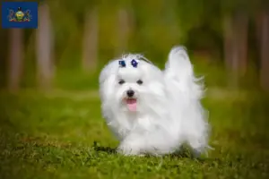 Read more about the article Maltese breeders and puppies in Pennsylvania